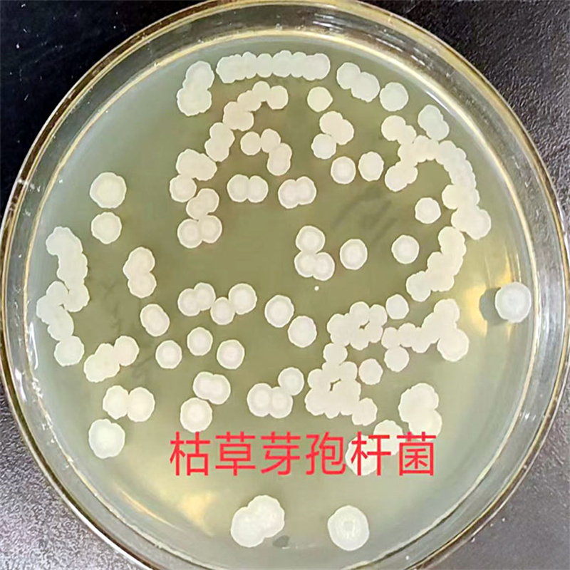 枯草芽孢杆菌